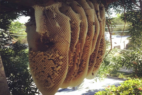Removing Honeycomb